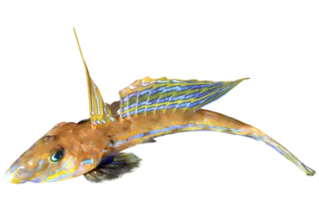 Dragonet