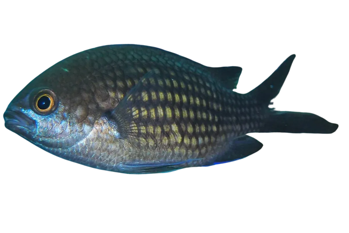 Mediterranean Damselfish