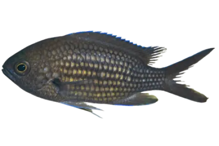Mediterranean Damselfish