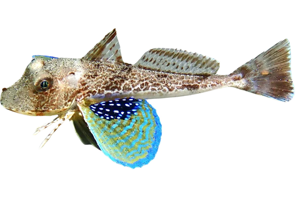 Gurnard