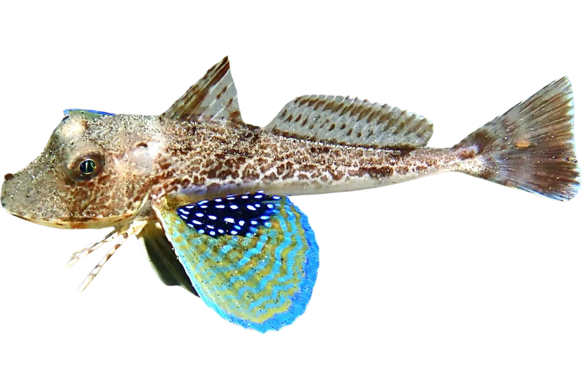 Gurnard