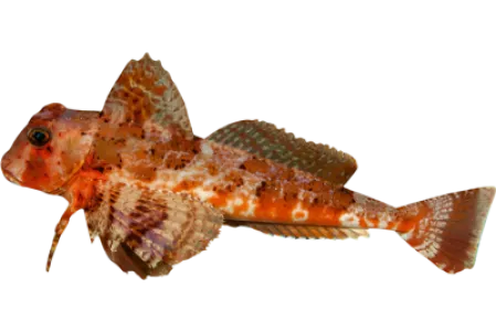 Gurnard