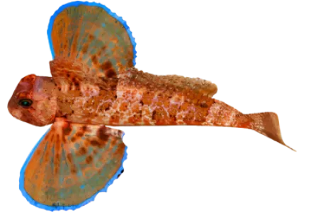 Gurnard