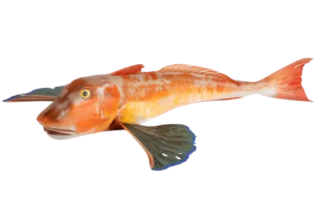 Gurnard