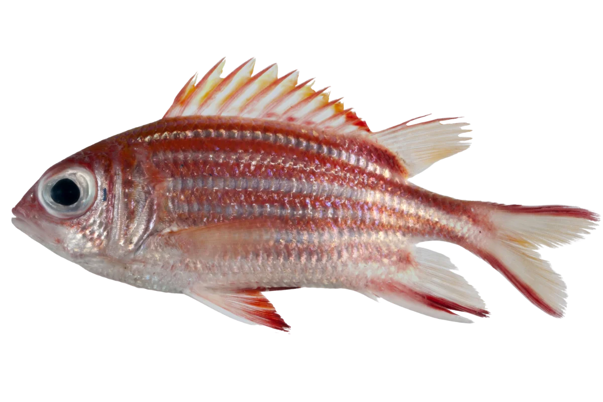 Redcoat Squirrelfish