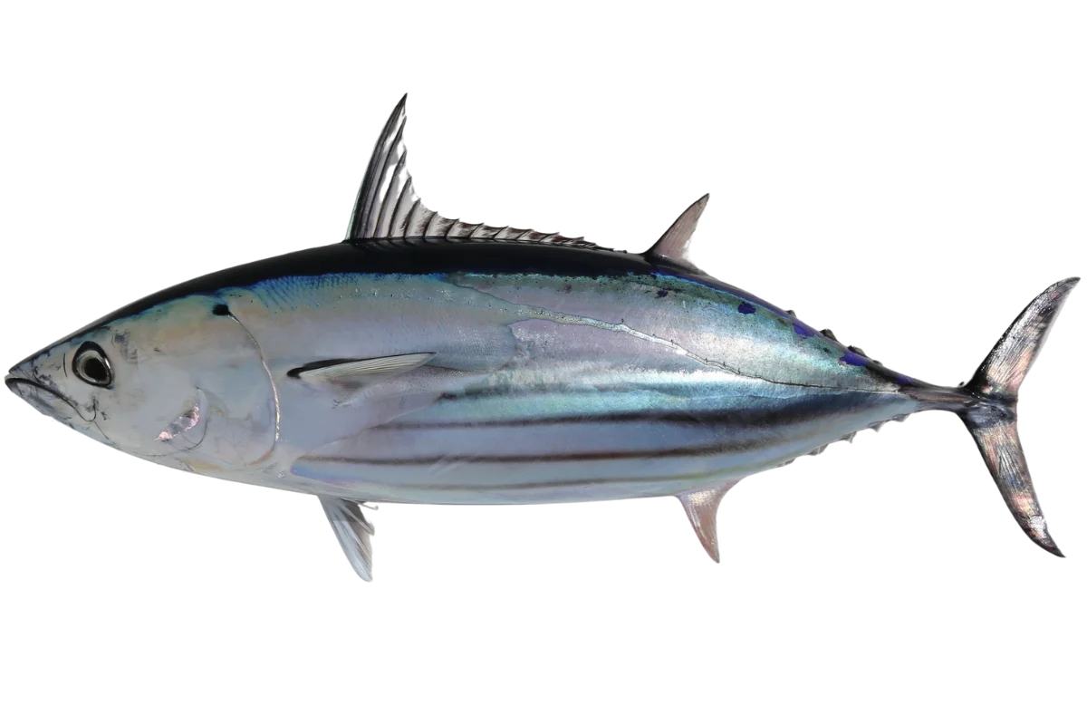 Skipjack Tuna