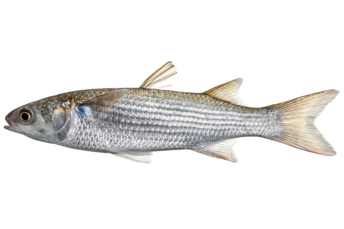 Flathead Grey Mullet