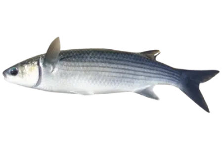 Flathead Grey Mullet