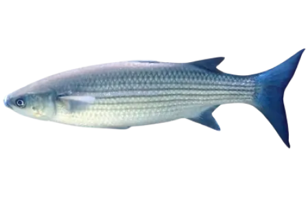 Flathead Grey Mullet