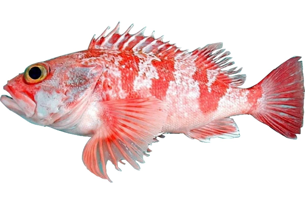 Blackbelly Rosefish