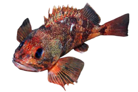 Blackbelly Rosefish