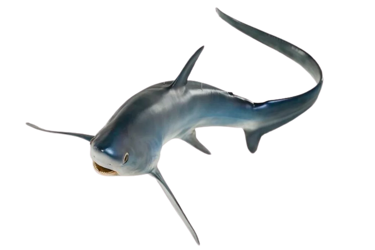 Thresher Shark