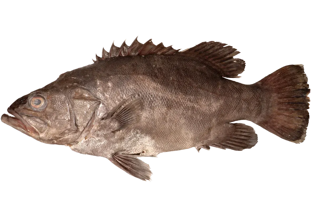 Wreckfish