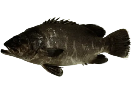 Wreckfish