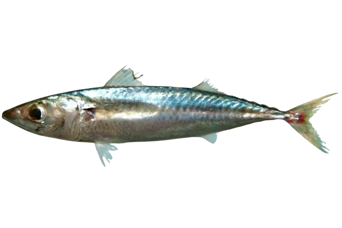 Chub Mackerel