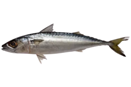 Chub Mackerel