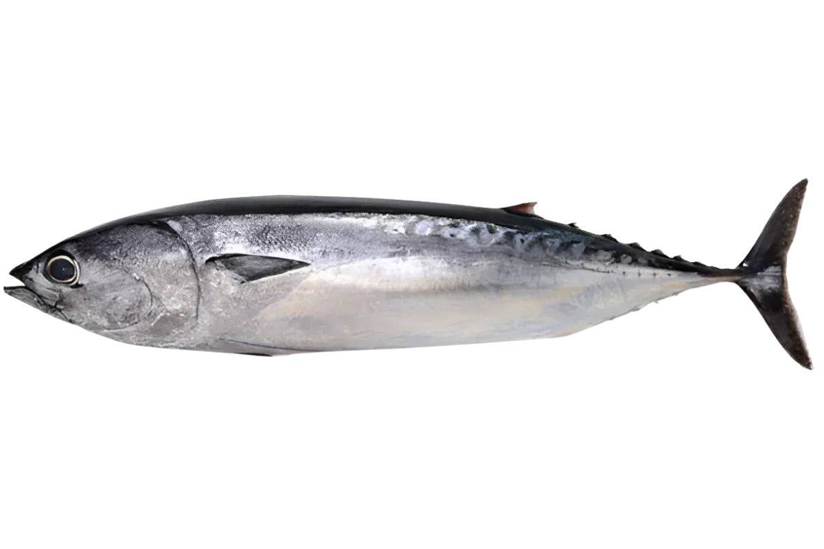 Bullet Tuna