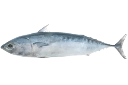 Bullet Tuna