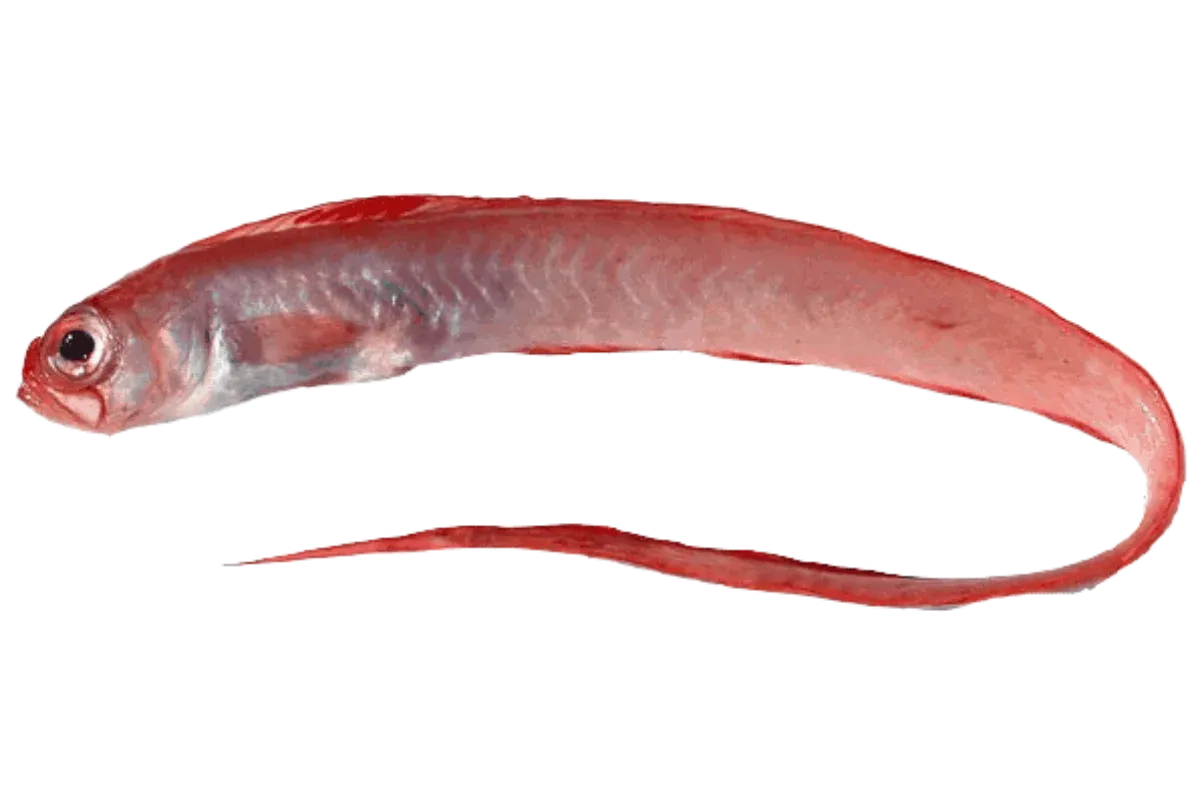 Red Bandfish