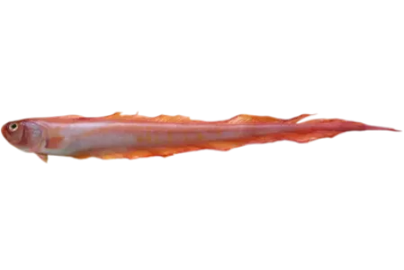 Red Bandfish