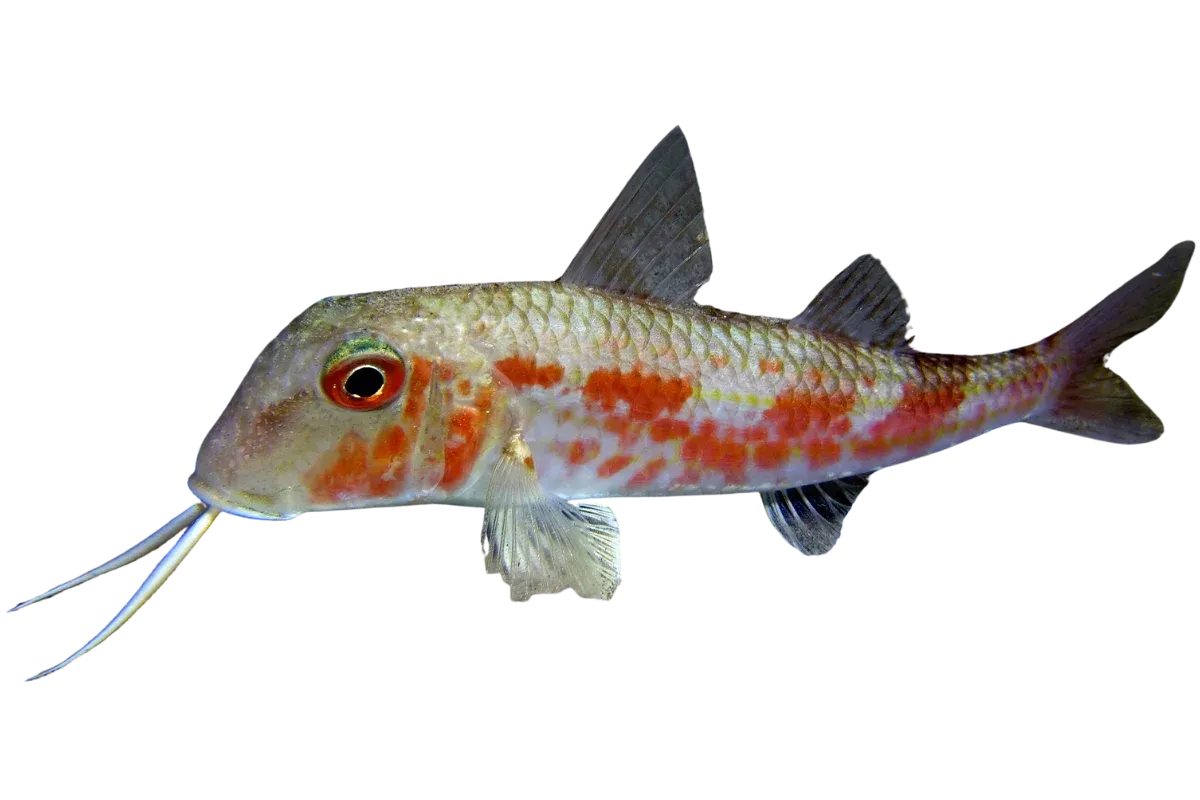 Red Mullet