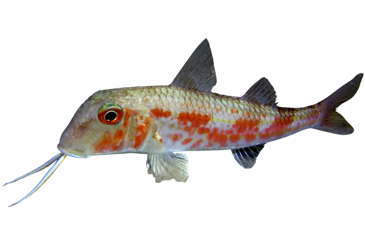 Red Mullet