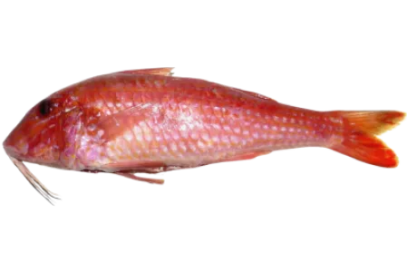 Red Mullet